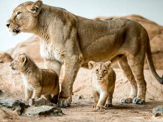 Drie leeuwenwelpjes Blijdorp sterven kort na geboorte