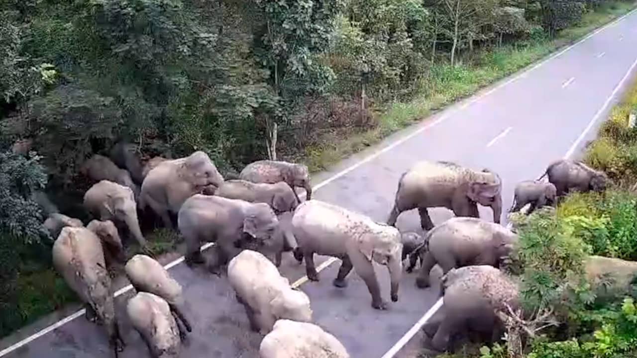 Beeld uit video: Tientallen olifanten blokkeren weg in Thailand