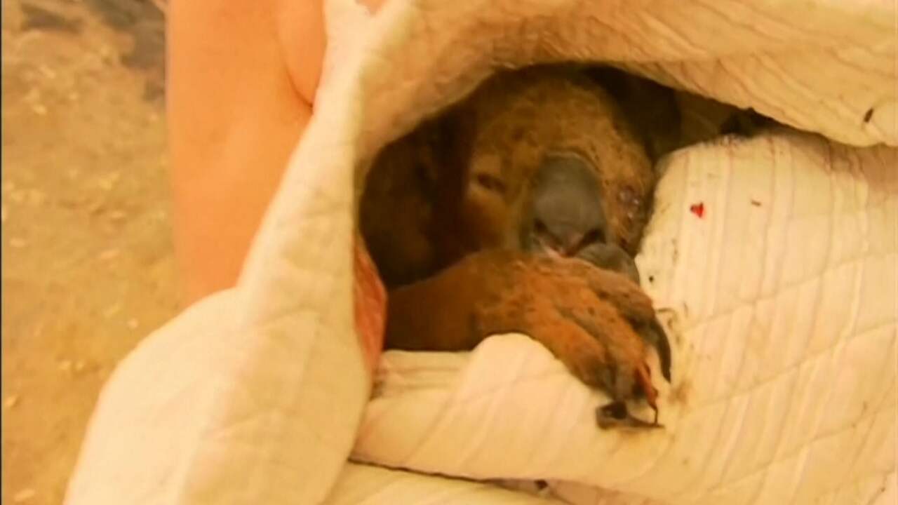 Vrouw redt verbrande koala van bosbrand in Australië