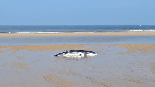 3 meter lange dwergvinvis aangespoeld op strand in België