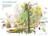 Natuurorganisatie: Laat nieuwe bossen 'wandelen' door landschap