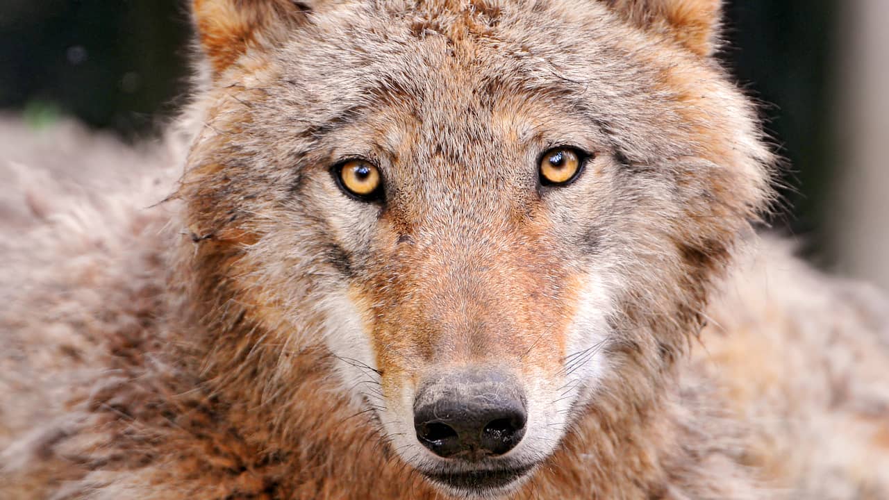 Wolf Shot Dead in Wapse: Autopsy Reveals It Was a Young Male