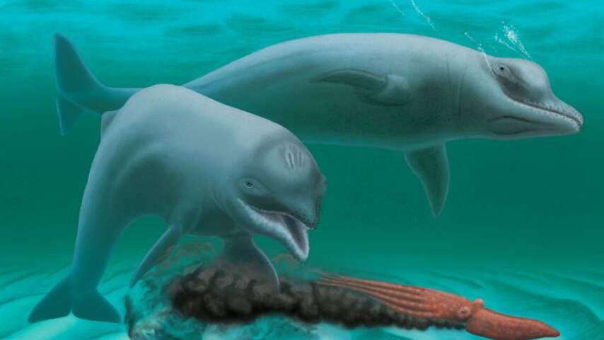 Wetenschappers onthullen uitgestorven mini-dolfijn zonder tanden
