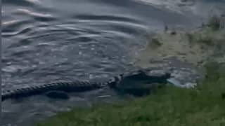 Alligator steelt vis die zevenjarige jongen net gevangen heeft