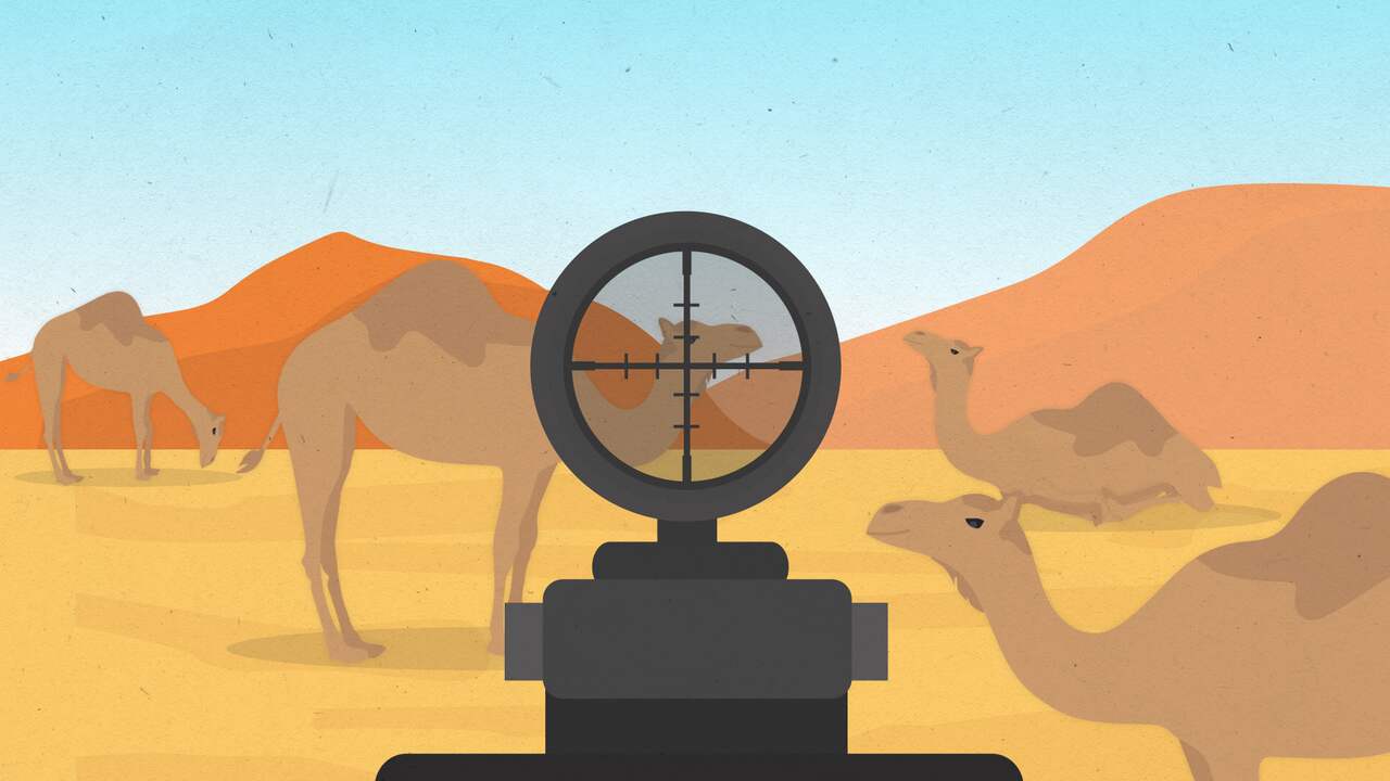 Dromedarisplaag Australië: Waarom het land ze afschiet