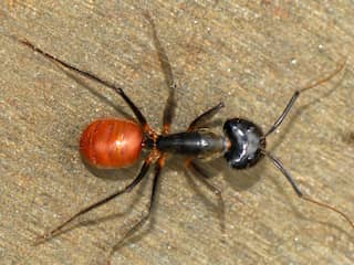 Onderzoekers vinden exploderende mier op Borneo