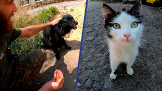 Oekraïense militairen maken voerbakken voor achtergelaten huisdieren
