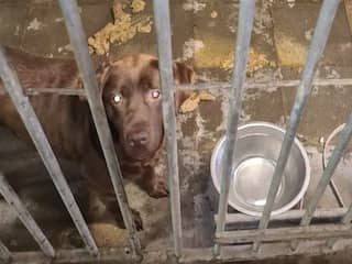 Politie neemt 25 verwaarloosde labradors in beslag bij hondenfokker in Overijssel