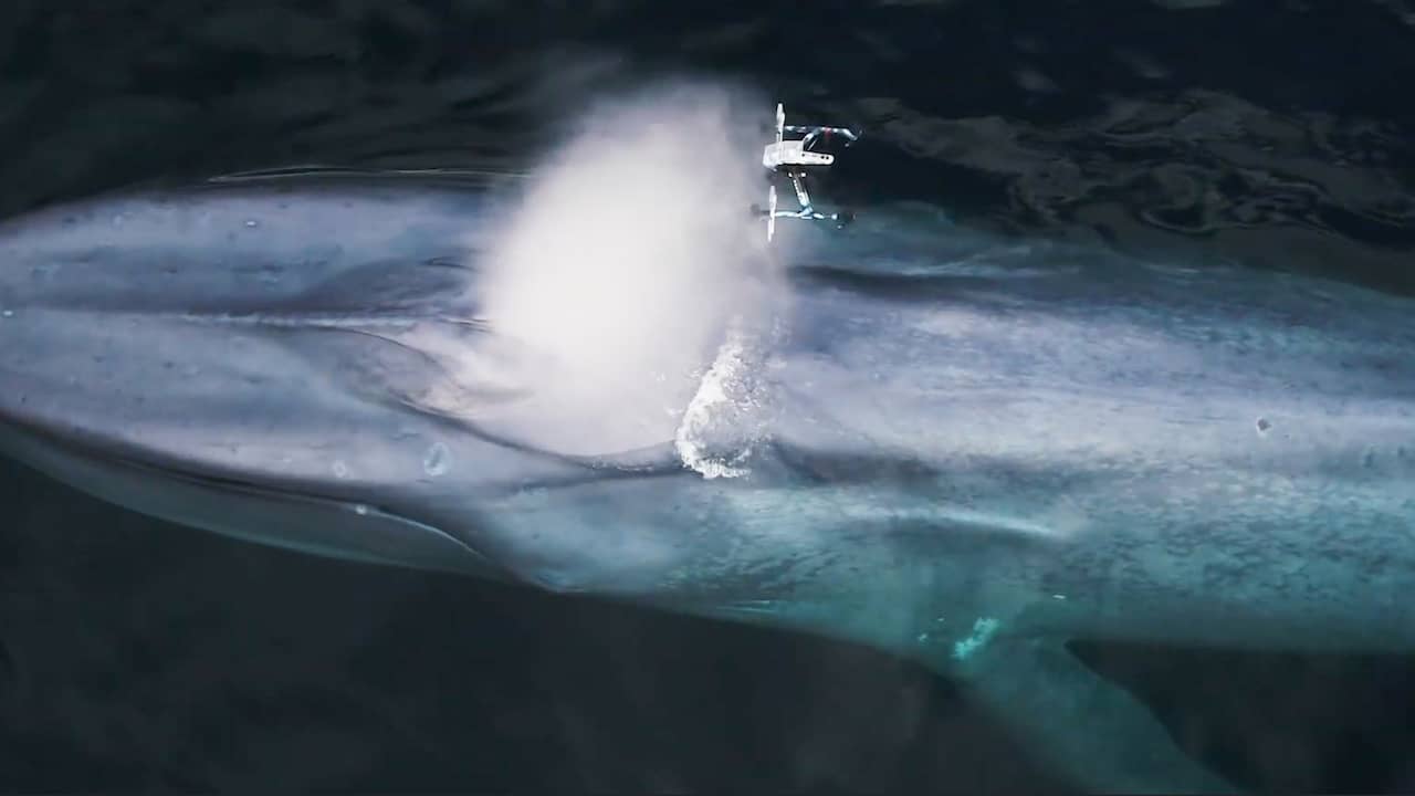 Blauwe vinvis 'niest' onderzoeksdrone onder
