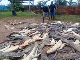 Indonesiërs doden 292 krokodillen na overlijden van boer