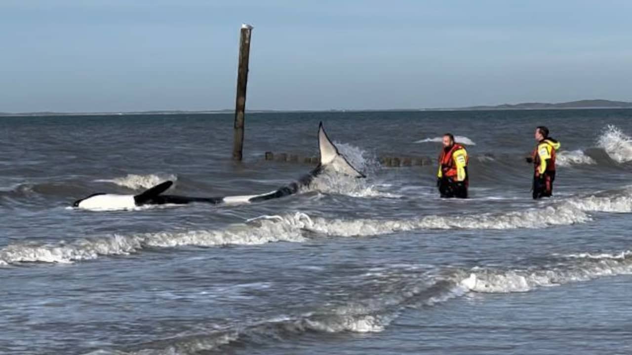 Two killer whales live on Cadzand beach, one animal is in serious condition |  animals