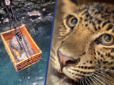 Indiërs redden luipaard uit 25 meter diepe put