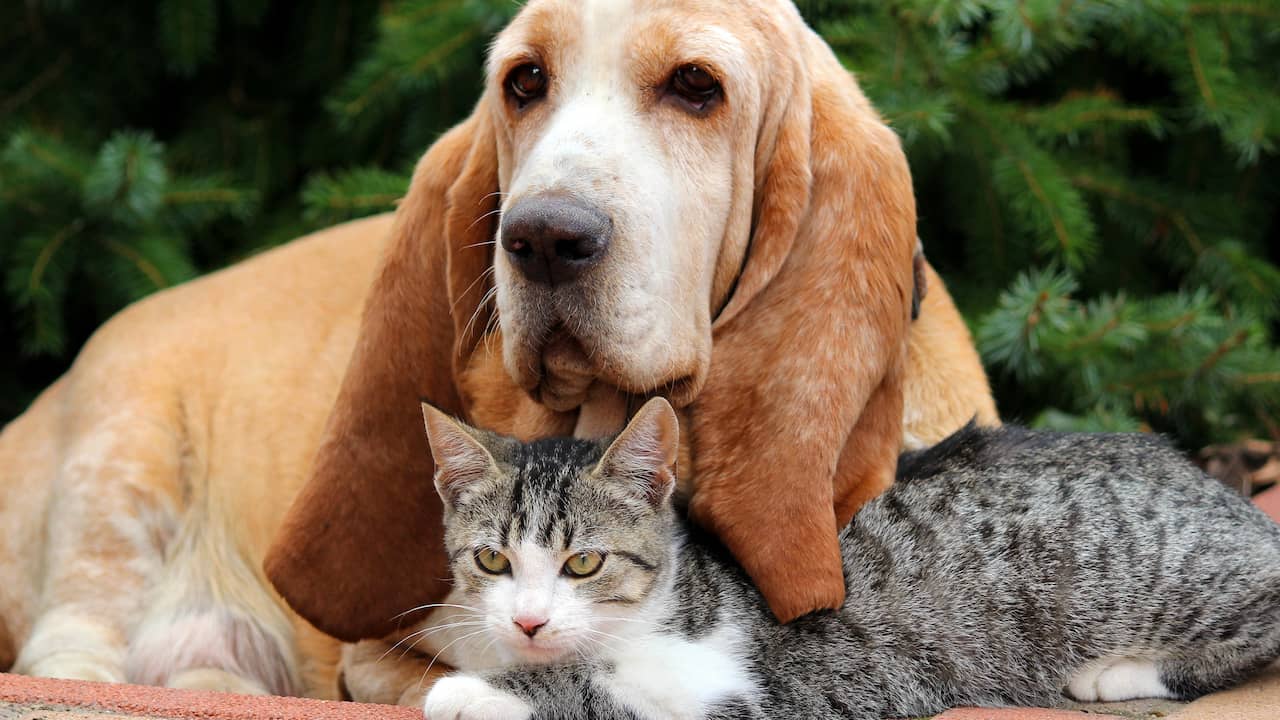 Max populairste hondennaam, Simba meest gekozen voor katten