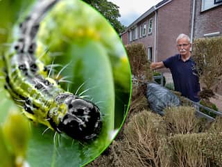 Hoveniers in Twente druk door aangevreten, bruine hagen