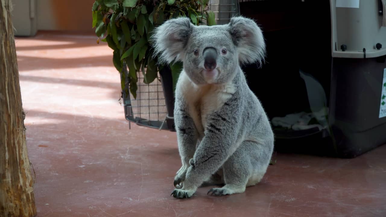 Beeld uit video: Eerste koala's ooit in Nederland komen aan in Rhenen