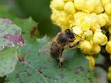 Minder bijen geteld bij jaarlijkse bijentelling door koud weer