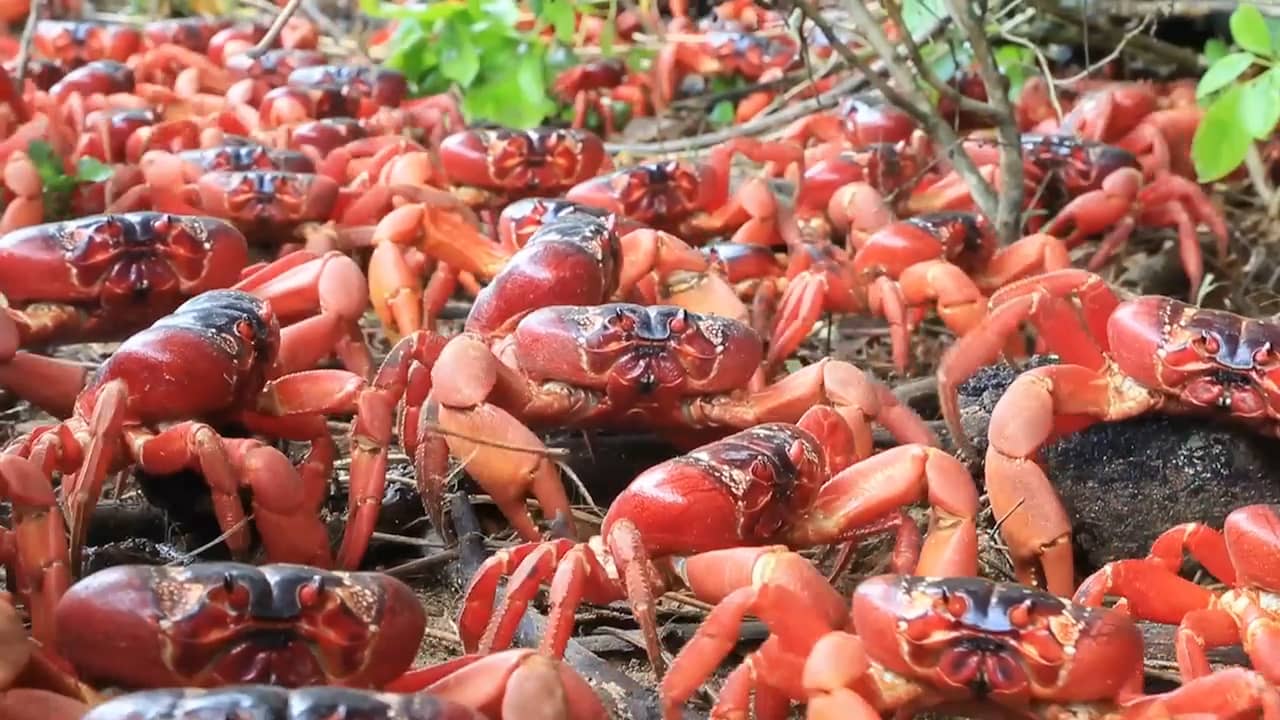 Beeld uit video: Miljoenen krabben trekken naar kust op Australisch eiland