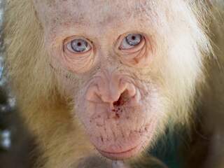 Goed nieuws: Zeldzame orang-oetan vrijgelaten | Emancipatie op stoom