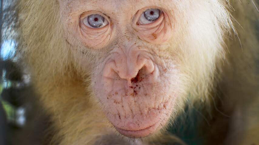 Zeldzame witte orang-oetan vrijgelaten tussen soortgenoten op Borneo