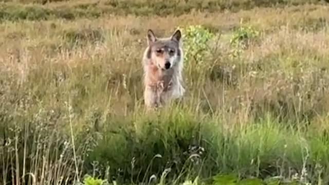 Wandelaars filmen opnieuw 'tamme' wolf op Veluwe