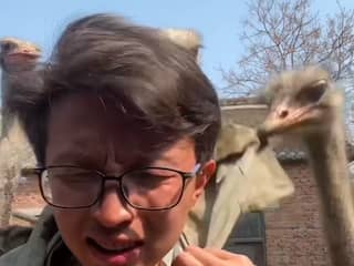 Chinese man wordt door struisvogels onderbroken tijdens presentatie