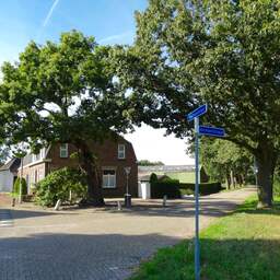 Oudste eik van Nederland is mogelijk achthonderd jaar en staat in Noord-Brabant