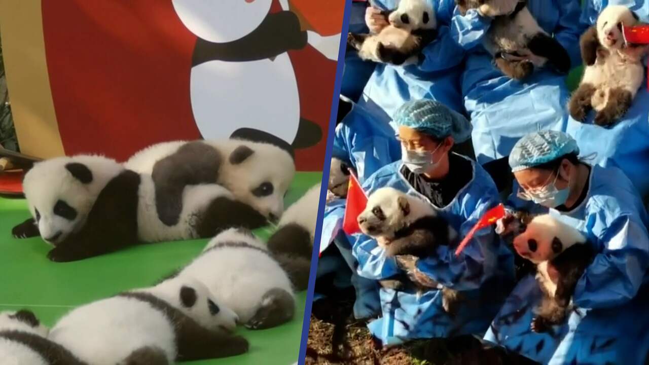 Beeld uit video: Babypanda's dollen met elkaar tijdens publiek debuut in China