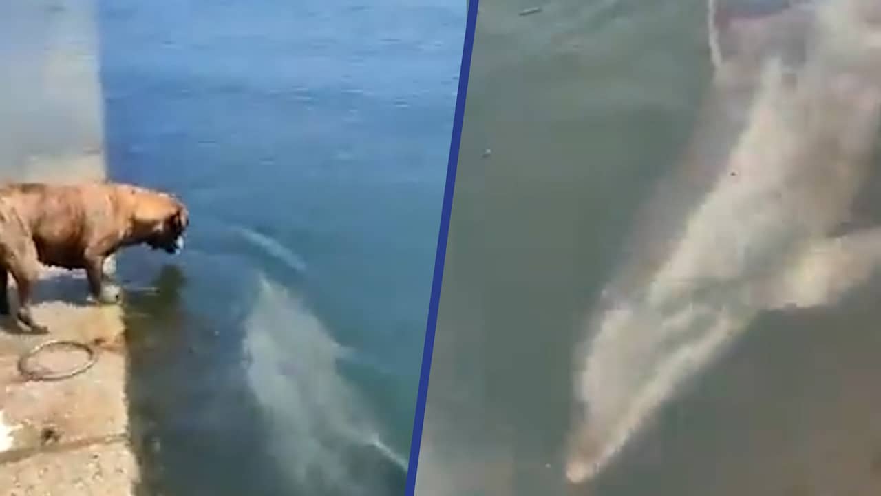 Beeld uit video: Hond springt in water om te zwemmen met dolfijn in Spanje