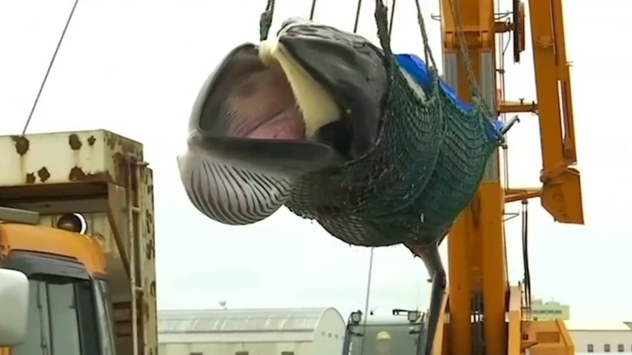 Beeld uit video: Japanse walvisvaarders keren terug met eerste vangst na einde verbod
