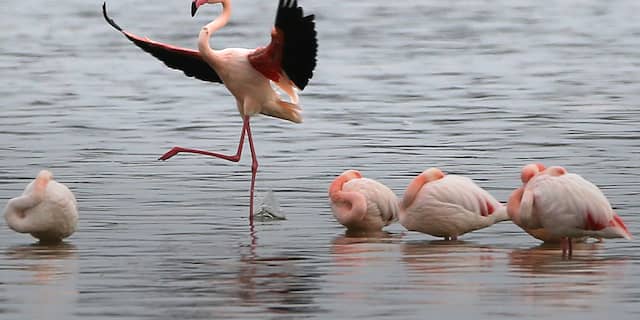 Flamingo's op Cyprus
