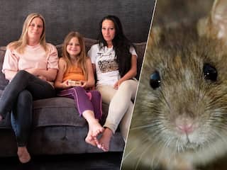 Leven van gezin uit Amersfoort op zijn kop door muizenplaag