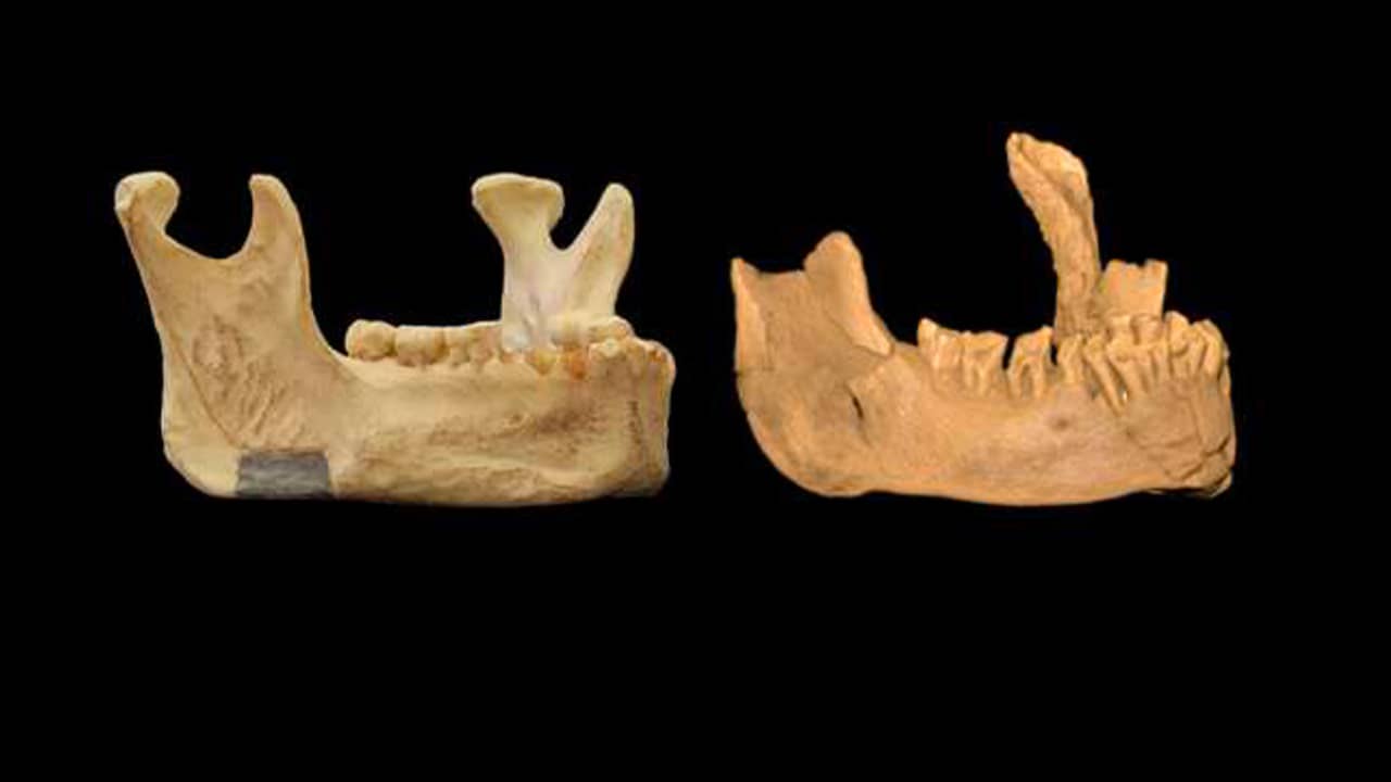 Homo sapiens et Néandertaliens auraient coexisté en Europe |  La science