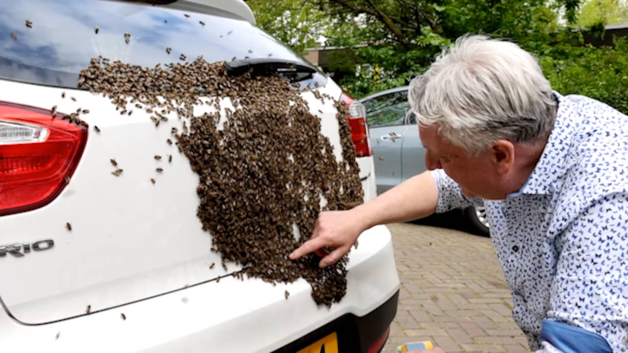 Beeld uit video: Imker verwijdert duizenden bijen van auto in Haarlem
