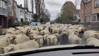 Honderden schapen lopen door woonwijk in Helmond