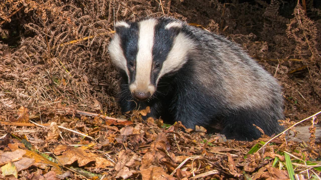 Heavy showers hardly help dry nature: ‘We need weeks of drizzling rain’ |  NOW