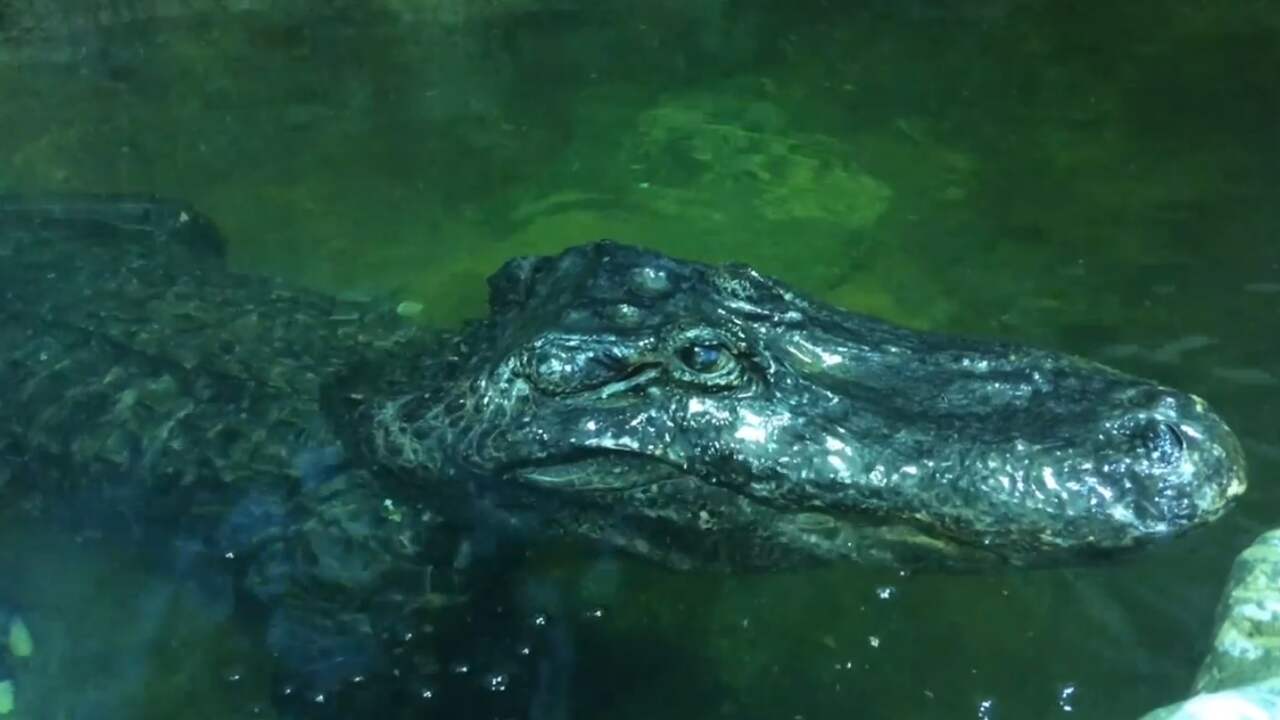 Oldest Mississippi Alligator, who survived World War II, died - Teller ...