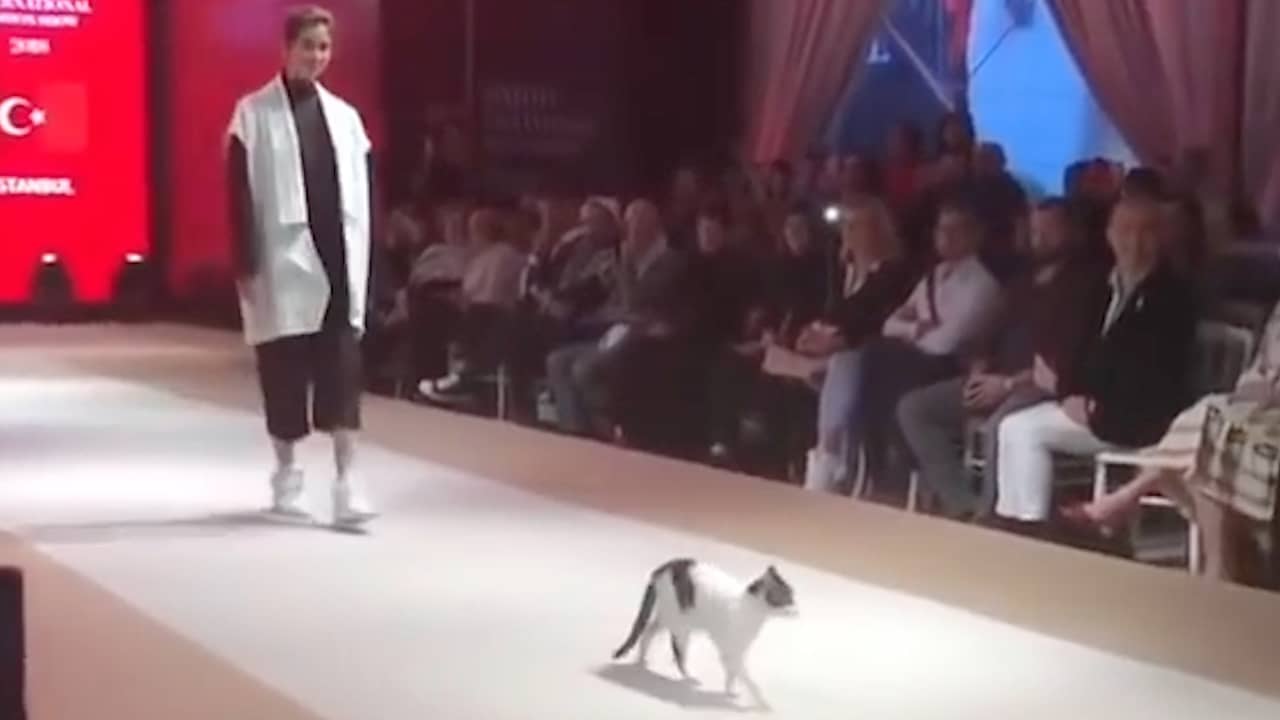 Zwerfkat steelt de show op catwalk in Istanboel