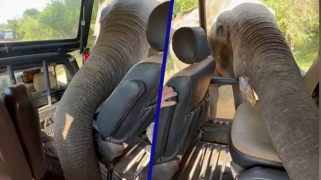 Olifant in Sri Lanka inspecteert Jeep met toeristen grondig op voedsel
