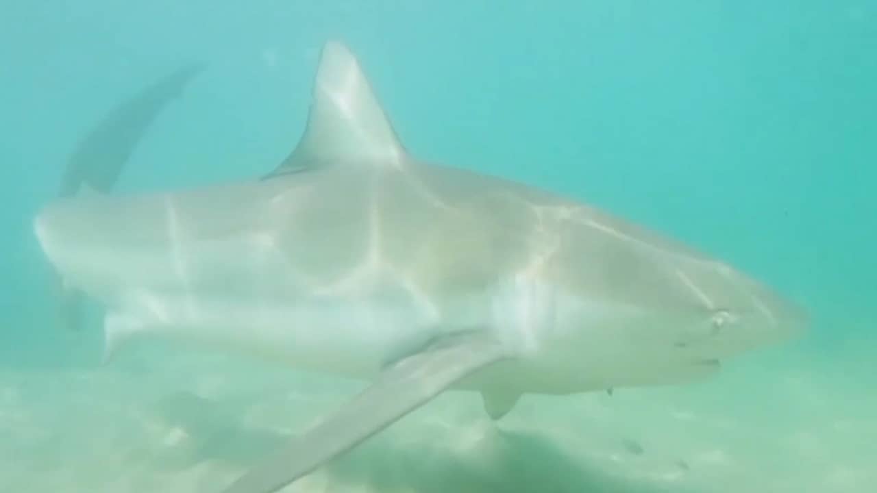 Beeld uit video: Warm water uit centrale trekt tientallen haaien naar kust Israël