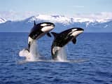 Inteelt vormt grootste bedreiging voor orka's voor Noord-Amerikaanse westkust
