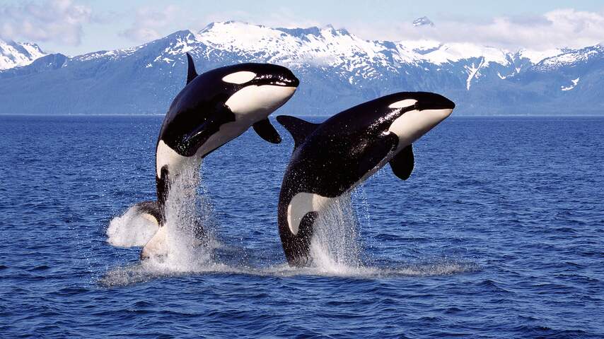 Inteelt vormt grootste bedreiging voor orka's voor Noord-Amerikaanse westkust
