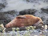 Walrus vertrokken uit haven Harlingen, dierenartsen hopen in richting Noordpool