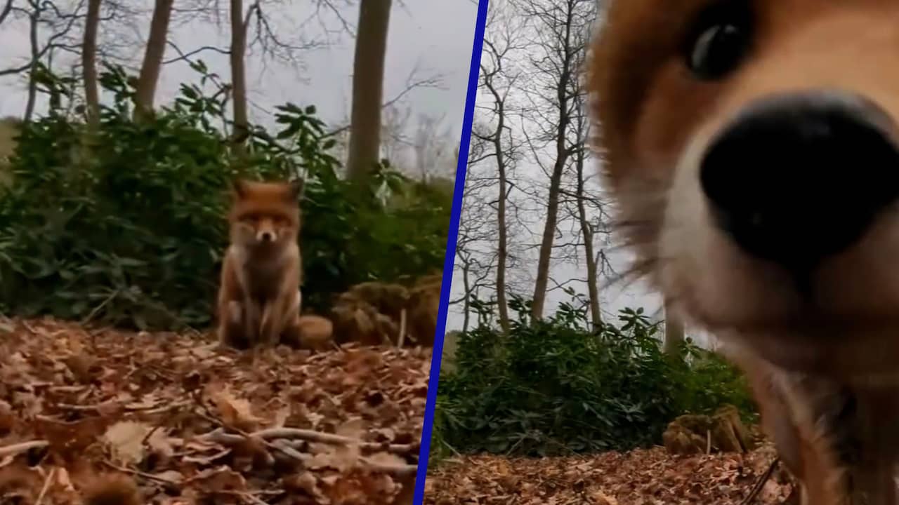 Beeld uit video: Nieuwsgierige vos steelt telefoon van Britse dierenbeschermer