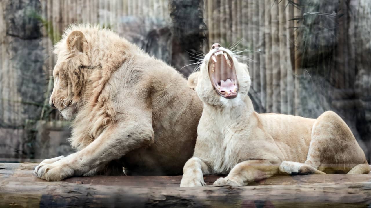 Rare White Lion Kills Person Who Tried out To Steal Cubs From Ghana Zoo |  animals