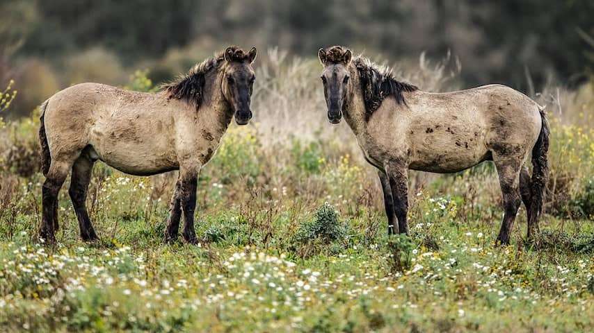 'Naar Spanje overgeplaatste konikpaarden hebben ziekte opgelopen'