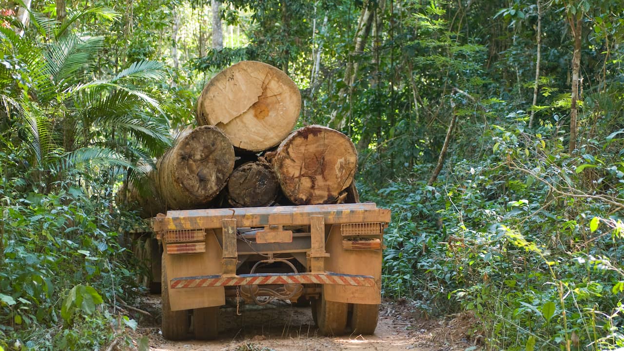 Beeld uit video: Weer meer ontbossing in Amazone: hoe komt dit en wat is het gevolg?