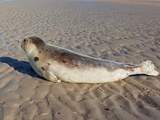 Zeldzame zeehond herstelt goed na vondst op strand Burgh-Haamstede
