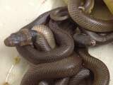 Grote zwarte 'slang' blijkt exemplaar van rubber