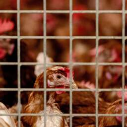 Vogelgriep ontdekt bij pluimveebedrijf in Drenthe, ruim 200.000 kippen geruimd