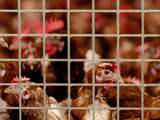 Vogelgriep ontdekt bij pluimveebedrijf in Drenthe, ruim 200.000 kippen geruimd
